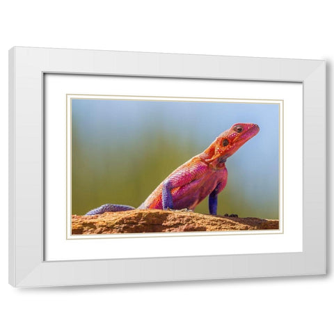 Africa-Tanzania-Serengeti National Park Agama lizard close-up  White Modern Wood Framed Art Print with Double Matting by Jaynes Gallery