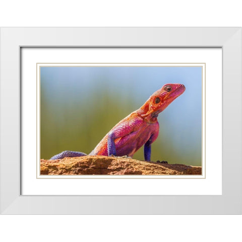 Africa-Tanzania-Serengeti National Park Agama lizard close-up  White Modern Wood Framed Art Print with Double Matting by Jaynes Gallery