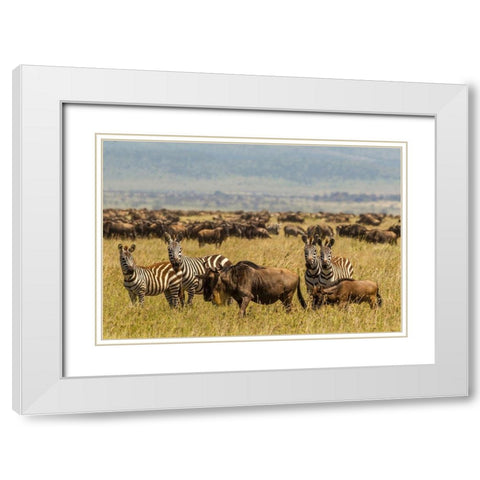 Africa-Tanzania-Serengeti National Park Migration of zebras and wildebeests  White Modern Wood Framed Art Print with Double Matting by Jaynes Gallery