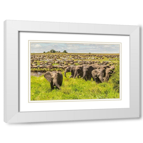 Africa-Tanzania-Serengeti National Park Migration of zebras and wildebeests with elephant herd  White Modern Wood Framed Art Print with Double Matting by Jaynes Gallery