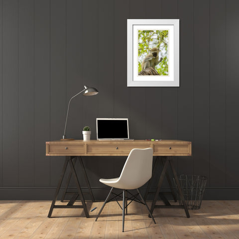 Africa-Tanzania-Tarangire National Park Young vervet monkey close-up  White Modern Wood Framed Art Print with Double Matting by Jaynes Gallery