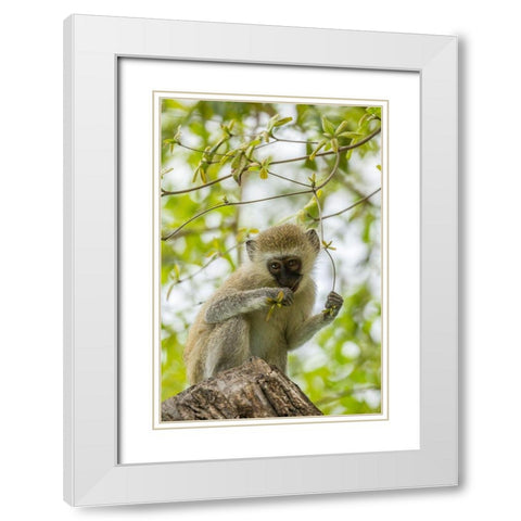 Africa-Tanzania-Tarangire National Park Young vervet monkey close-up  White Modern Wood Framed Art Print with Double Matting by Jaynes Gallery