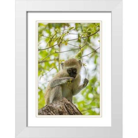 Africa-Tanzania-Tarangire National Park Young vervet monkey close-up  White Modern Wood Framed Art Print with Double Matting by Jaynes Gallery