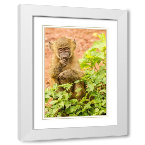 Africa-Tanzania-Lake Manyara National Park Olive baboon baby close-up  White Modern Wood Framed Art Print with Double Matting by Jaynes Gallery