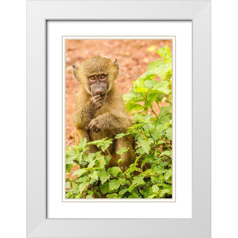 Africa-Tanzania-Lake Manyara National Park Olive baboon baby close-up  White Modern Wood Framed Art Print with Double Matting by Jaynes Gallery