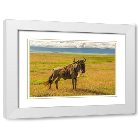 Africa-Tanzania-Ngorongoro Crater White bearded wildebeest on plain  White Modern Wood Framed Art Print with Double Matting by Jaynes Gallery
