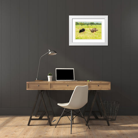 Africa-Tanzania-Tarangire National Park Ostrich male and female close-up  White Modern Wood Framed Art Print with Double Matting by Jaynes Gallery