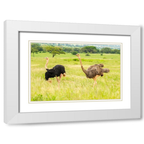 Africa-Tanzania-Tarangire National Park Ostrich male and female close-up  White Modern Wood Framed Art Print with Double Matting by Jaynes Gallery