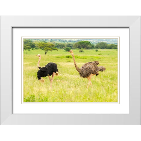 Africa-Tanzania-Tarangire National Park Ostrich male and female close-up  White Modern Wood Framed Art Print with Double Matting by Jaynes Gallery