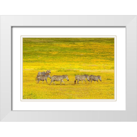 Africa-Tanzania-Ngorongoro Crater Zebras in flower field  White Modern Wood Framed Art Print with Double Matting by Jaynes Gallery