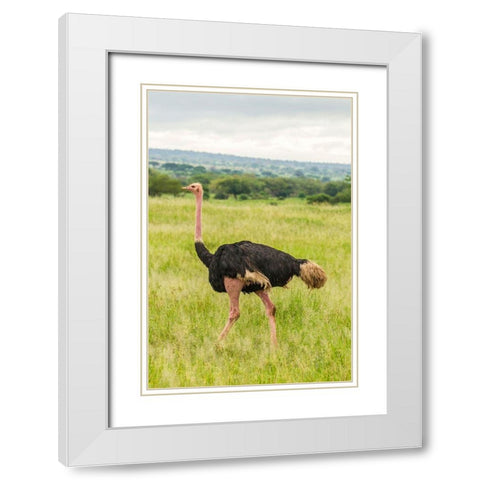 Africa-Tanzania-Tarangire National Park Ostrich male close-up  White Modern Wood Framed Art Print with Double Matting by Jaynes Gallery