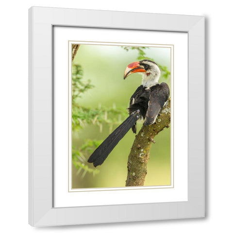 Africa-Tanzania-Tarangire National Park Von der Deckens hornbill bird close-up  White Modern Wood Framed Art Print with Double Matting by Jaynes Gallery