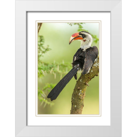 Africa-Tanzania-Tarangire National Park Von der Deckens hornbill bird close-up  White Modern Wood Framed Art Print with Double Matting by Jaynes Gallery