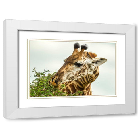 Africa-Tanzania-Tarangire National Park Maasai giraffe eating tree leaves  White Modern Wood Framed Art Print with Double Matting by Jaynes Gallery