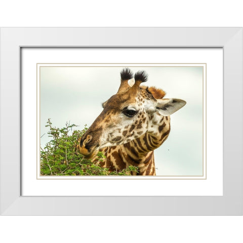 Africa-Tanzania-Tarangire National Park Maasai giraffe eating tree leaves  White Modern Wood Framed Art Print with Double Matting by Jaynes Gallery