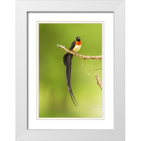Africa-Tanzania-Tarangire National Park Paradise whydah bird on limb  White Modern Wood Framed Art Print with Double Matting by Jaynes Gallery
