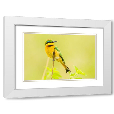 Africa-Tanzania-Tarangire National Park Little bee eater close-up  White Modern Wood Framed Art Print with Double Matting by Jaynes Gallery