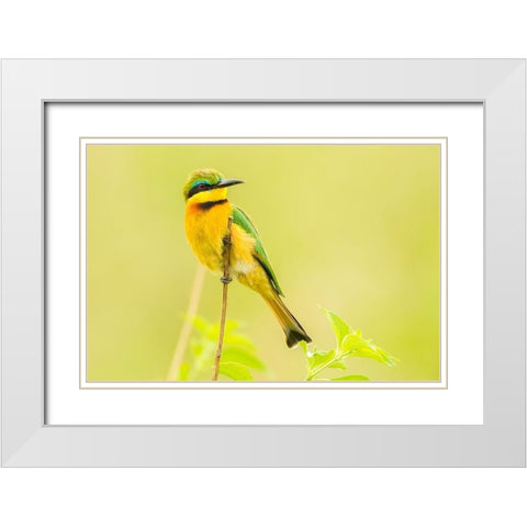 Africa-Tanzania-Tarangire National Park Little bee eater close-up  White Modern Wood Framed Art Print with Double Matting by Jaynes Gallery