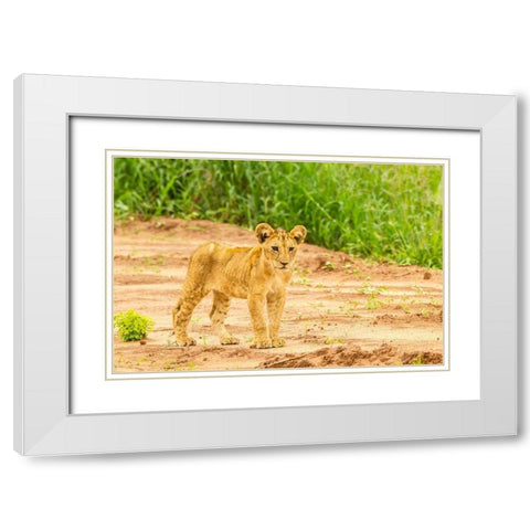 Africa-Tanzania-Tarangire National Park Lion cub close-up  White Modern Wood Framed Art Print with Double Matting by Jaynes Gallery