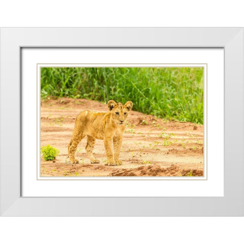 Africa-Tanzania-Tarangire National Park Lion cub close-up  White Modern Wood Framed Art Print with Double Matting by Jaynes Gallery
