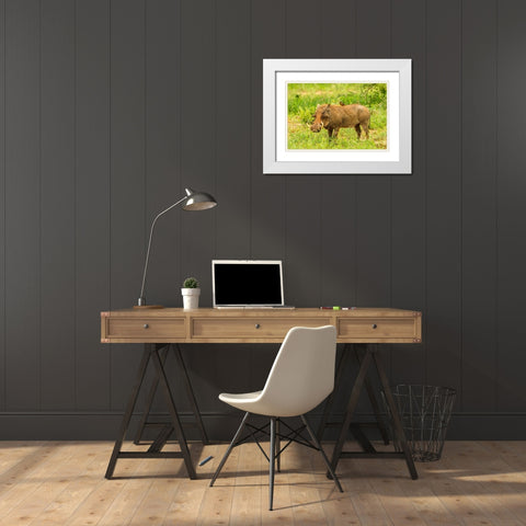 Africa-Tanzania-Tarangire National Park Warthog with yellow-billed Oxpecker grooming him  White Modern Wood Framed Art Print with Double Matting by Jaynes Gallery