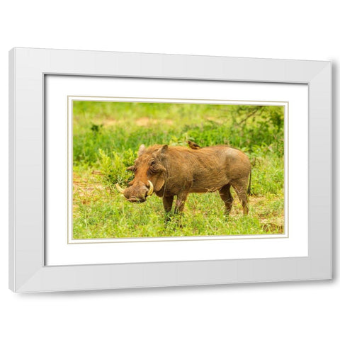 Africa-Tanzania-Tarangire National Park Warthog with yellow-billed Oxpecker grooming him  White Modern Wood Framed Art Print with Double Matting by Jaynes Gallery