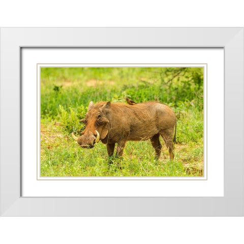 Africa-Tanzania-Tarangire National Park Warthog with yellow-billed Oxpecker grooming him  White Modern Wood Framed Art Print with Double Matting by Jaynes Gallery