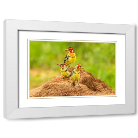 Africa-Tanzania-Tarangire National Park Red-and-yellow barbets on dirt mound  White Modern Wood Framed Art Print with Double Matting by Jaynes Gallery