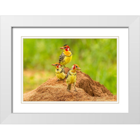 Africa-Tanzania-Tarangire National Park Red-and-yellow barbets on dirt mound  White Modern Wood Framed Art Print with Double Matting by Jaynes Gallery