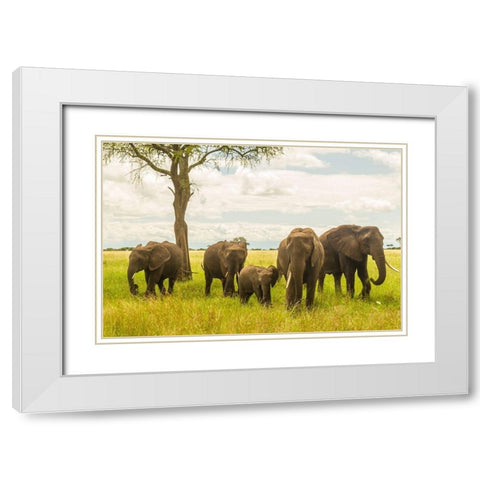 Africa-Tanzania-Tarangire National Park African elephant adults and young  White Modern Wood Framed Art Print with Double Matting by Jaynes Gallery