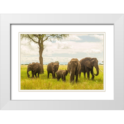 Africa-Tanzania-Tarangire National Park African elephant adults and young  White Modern Wood Framed Art Print with Double Matting by Jaynes Gallery