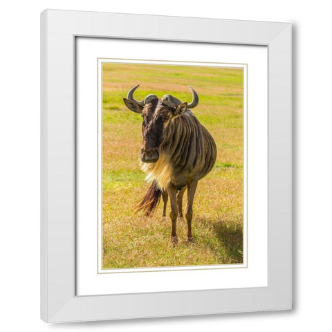 Africa-Tanzania-Ngorongoro Crater White bearded wildebeest close-up  White Modern Wood Framed Art Print with Double Matting by Jaynes Gallery