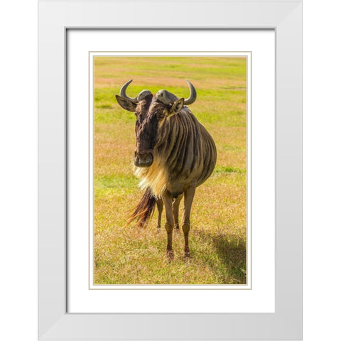 Africa-Tanzania-Ngorongoro Crater White bearded wildebeest close-up  White Modern Wood Framed Art Print with Double Matting by Jaynes Gallery