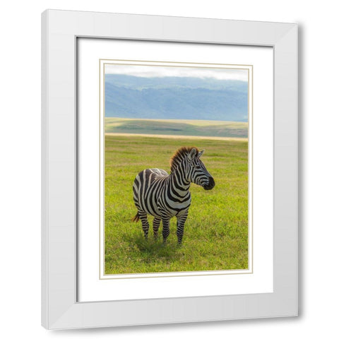 Africa-Tanzania-Ngorongoro Crater Plains zebra in field  White Modern Wood Framed Art Print with Double Matting by Jaynes Gallery