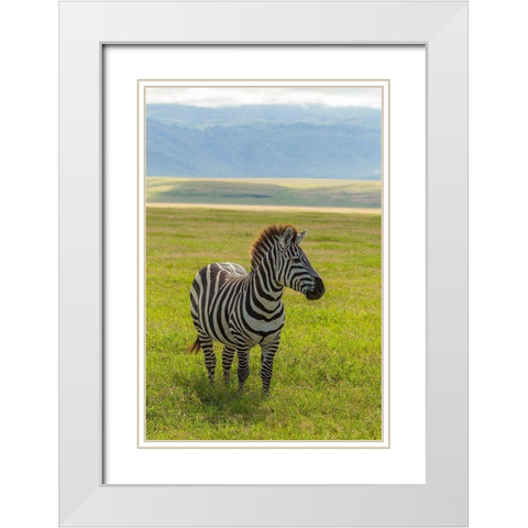 Africa-Tanzania-Ngorongoro Crater Plains zebra in field  White Modern Wood Framed Art Print with Double Matting by Jaynes Gallery