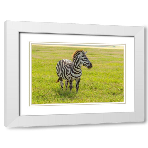 Africa-Tanzania-Ngorongoro Crater Plains zebra in field  White Modern Wood Framed Art Print with Double Matting by Jaynes Gallery