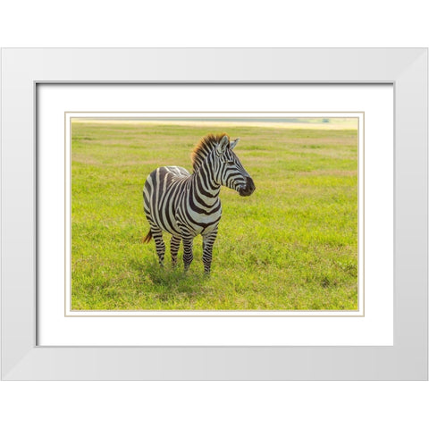Africa-Tanzania-Ngorongoro Crater Plains zebra in field  White Modern Wood Framed Art Print with Double Matting by Jaynes Gallery