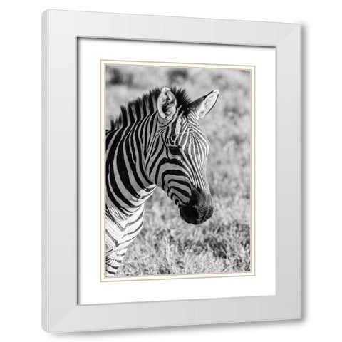 Africa-Tanzania-Ngorongoro Crater BandW of plains zebra head  White Modern Wood Framed Art Print with Double Matting by Jaynes Gallery