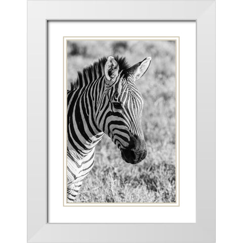 Africa-Tanzania-Ngorongoro Crater BandW of plains zebra head  White Modern Wood Framed Art Print with Double Matting by Jaynes Gallery