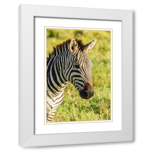 Africa-Tanzania-Ngorongoro Crater Plains zebra head  White Modern Wood Framed Art Print with Double Matting by Jaynes Gallery