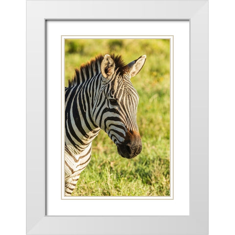 Africa-Tanzania-Ngorongoro Crater Plains zebra head  White Modern Wood Framed Art Print with Double Matting by Jaynes Gallery