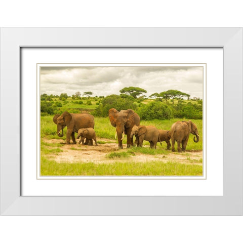 Africa-Tanzania-Tarangire National Park African elephant adults and young  White Modern Wood Framed Art Print with Double Matting by Jaynes Gallery