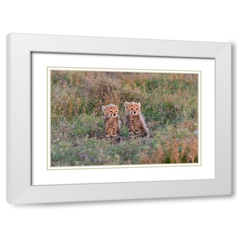Africa-Tanzania-Serengeti National Park Baby cheetahs close-up  White Modern Wood Framed Art Print with Double Matting by Jaynes Gallery