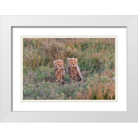Africa-Tanzania-Serengeti National Park Baby cheetahs close-up  White Modern Wood Framed Art Print with Double Matting by Jaynes Gallery