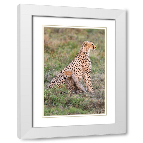 Africa-Tanzania-Serengeti National Park Mother cheetah and baby  White Modern Wood Framed Art Print with Double Matting by Jaynes Gallery