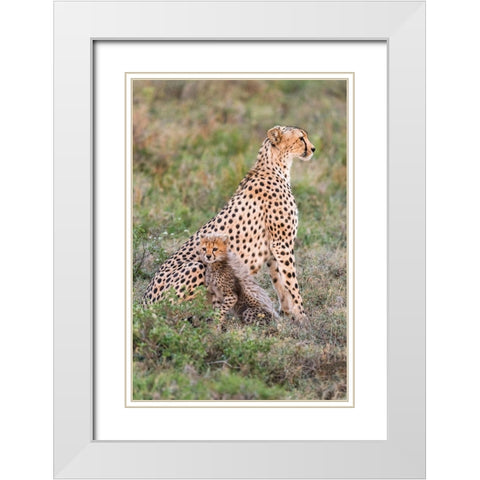 Africa-Tanzania-Serengeti National Park Mother cheetah and baby  White Modern Wood Framed Art Print with Double Matting by Jaynes Gallery