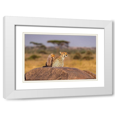 Africa-Tanzania-Serengeti National Park Mother cheetah and baby  White Modern Wood Framed Art Print with Double Matting by Jaynes Gallery
