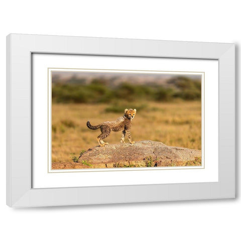 Africa-Tanzania-Serengeti National Park Baby cheetah on boulder  White Modern Wood Framed Art Print with Double Matting by Jaynes Gallery