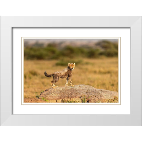 Africa-Tanzania-Serengeti National Park Baby cheetah on boulder  White Modern Wood Framed Art Print with Double Matting by Jaynes Gallery