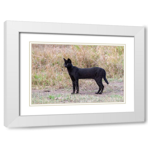 Africa-Tanzania-Serengeti National Park Black serval cat in grass  White Modern Wood Framed Art Print with Double Matting by Jaynes Gallery
